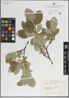 Foto von Salix lanata L.